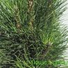 Sosna czarna ' Green Tower'
