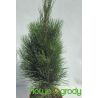 Sosna czarna ' Green Tower'