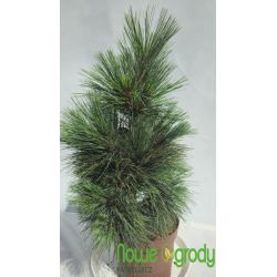 Sosna schwerina ' Wietchorst'