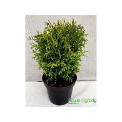 Żywotnik zachodni ' Hoseri'