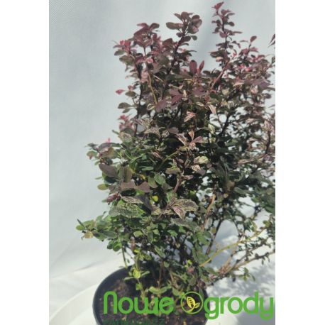 Berberys Thunberga ' Inspiration'