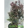 Berberys Thunberga ' Inspiration'