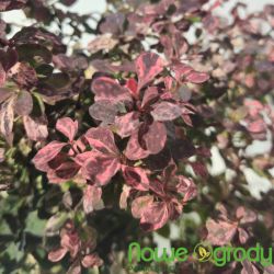 Berberys Thunberga ' Inspiration'