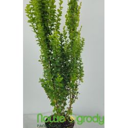Berberys Thunberga ' Erecta'