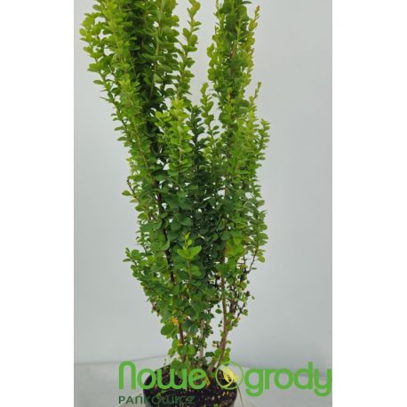 Berberys Thunberga ' Erecta'