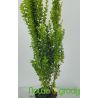 Berberys Thunberga ' Erecta'