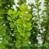 Berberys Thunberga ' Erecta'