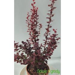 Berberys Thunberga ' Orange Rocket'