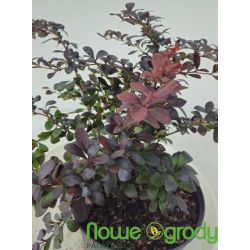 Berberys Thunberga ' Dart's Red Lady'