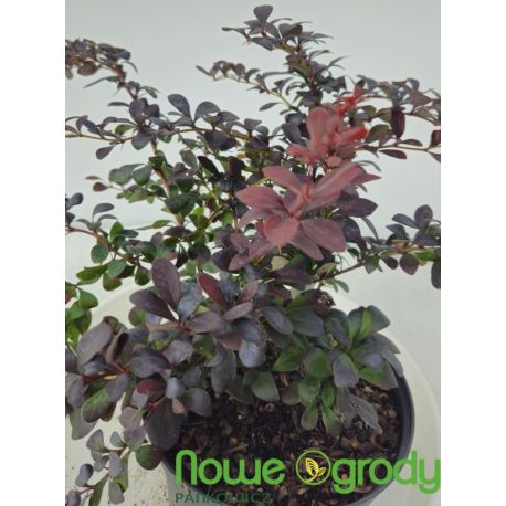 Berberys Thunberga ' Dart's Red Lady'