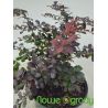 Berberys Thunberga ' Dart's Red Lady'