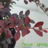 Berberys Thunberga ' Dart's Red Lady'