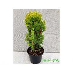 Żywotnik wschodni ' Aurea Nana'