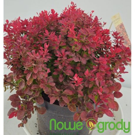 Berberys Thunberga ' Admiration'