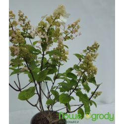 Hortensja bukietowa ' Pink Diamond'