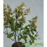 Hortensja bukietowa ' Pink Diamond'