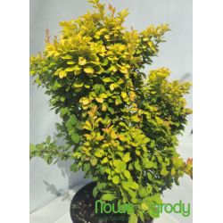 Berberys Thunberga ' Summer Sunset'
