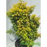 Berberys Thunberga ' Summer Sunset'