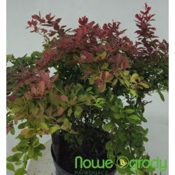 Berberys Thunberga ' Coral'