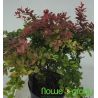 Berberys Thunberga ' Coral'
