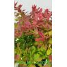 Berberys Thunberga ' Coral'