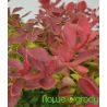 Berberys Thunberga ' Coral'