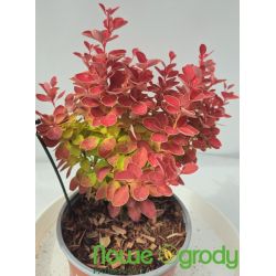 Berberys Thunberga ' Orange Ice'
