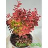 Berberys Thunberga ' Orange Ice'