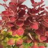 Berberys Thunberga ' Orange Ice'