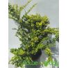 Berberys Thunberga ' Sunsation'