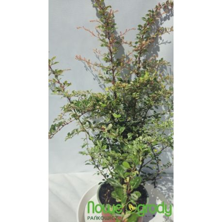 Berberys thunberga ' Natasza'