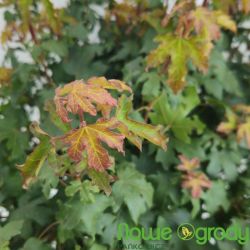 Klon polny ' Nanum' kula 40-45 cm