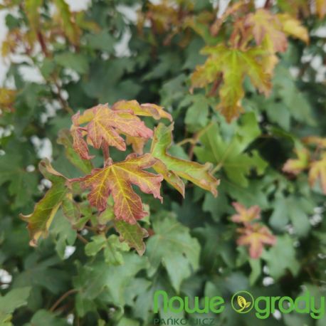 Klon polny ' Nanum' kula 40-45 cm