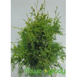 Żywotnik zachodni ' Stolwijk'