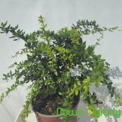 Berberys Frikarta ' Telstar'