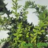 Berberys Frikarta ' Telstar'
