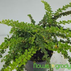 Berberys Thunberga ' Green Carpet'