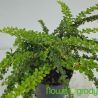 Berberys Thunberga ' Green Carpet'