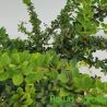 Berberys Thunberga ' Green Carpet'
