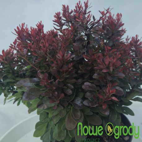 Berberys Thunbergii  ' Bagatelle'