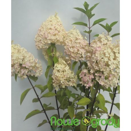 Hortensja bukietowa ' Hercules'
