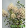 Hortensja bukietowa ' Hercules'