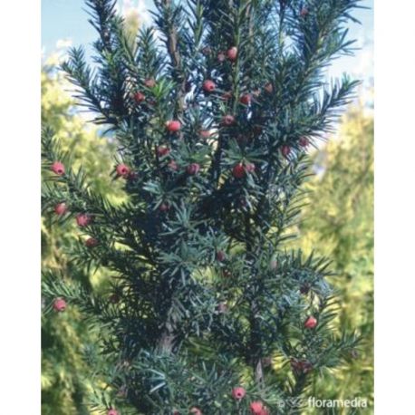 Cis pośredni ' Hicksii' 90-100 donica+balot