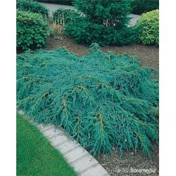 Jałowiec łuskowaty ' Blue Carpet'