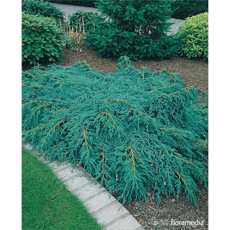 Jałowiec łuskowaty ' Blue Carpet'