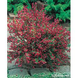 Żarnowiec miotlasty ' Boskoop Ruby'