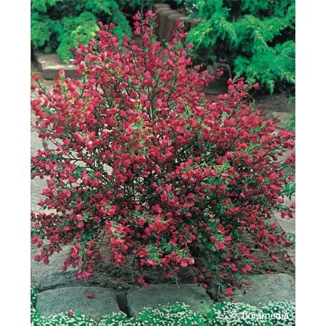 Żarnowiec miotlasty ' Boskoop Ruby'