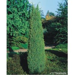 Jałowiec pospolity ' Hibernica'