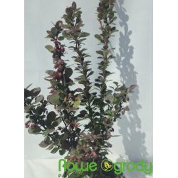 Berberys Thunberga ' Red Pillar'