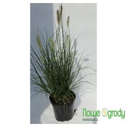 Rozplenica japońska ' Hameln'